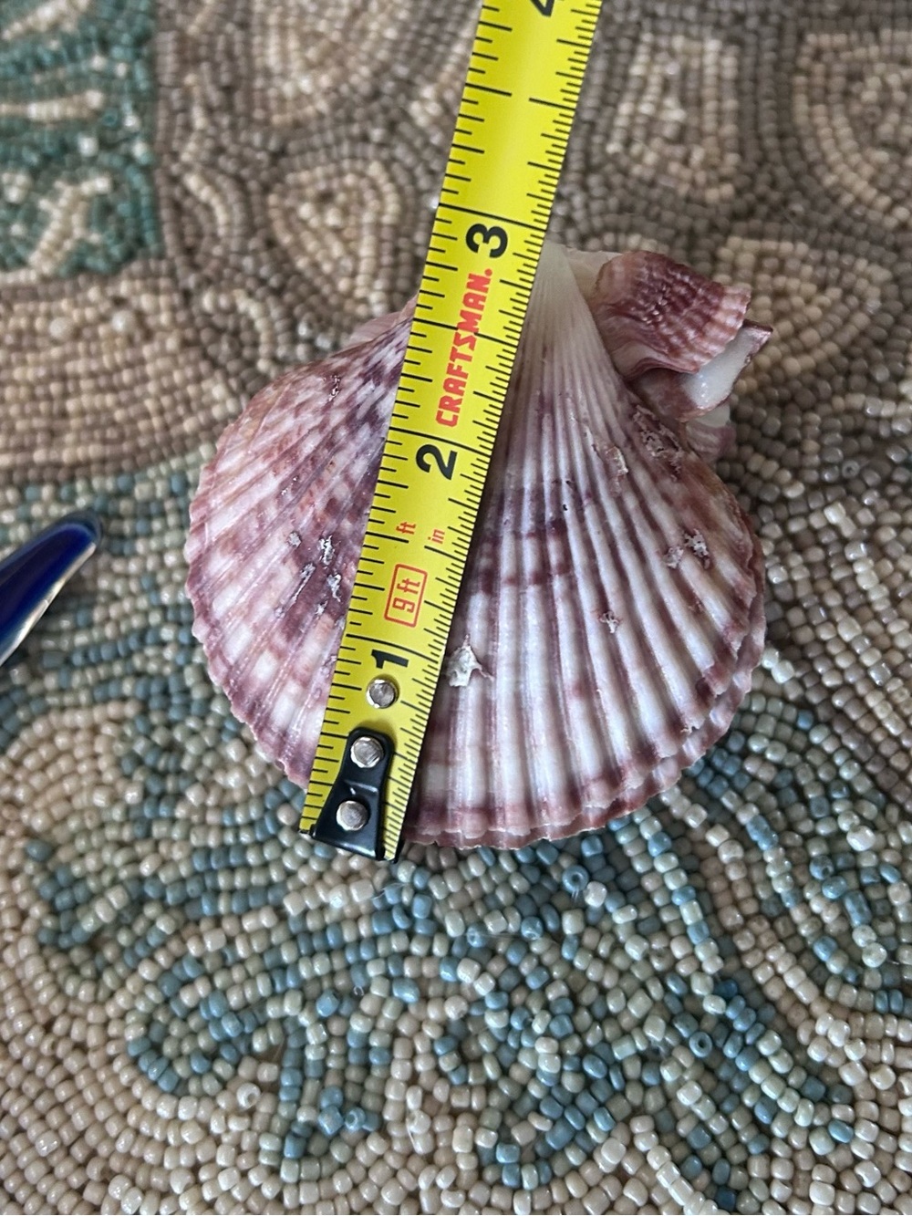 Natural Purple Barnacle Cluster on Scallop Shell - Picture 8 of 9